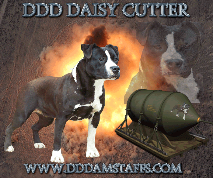 DDDawgs Daisy Cutter